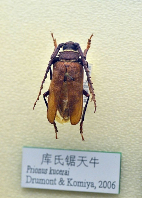 ���Ͼ���ţ