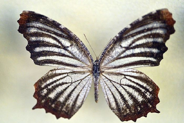 ��Ů���۵�