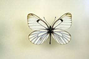 ������۵�