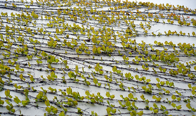 ��ǽ������ɽ��