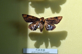 ����ҹ��