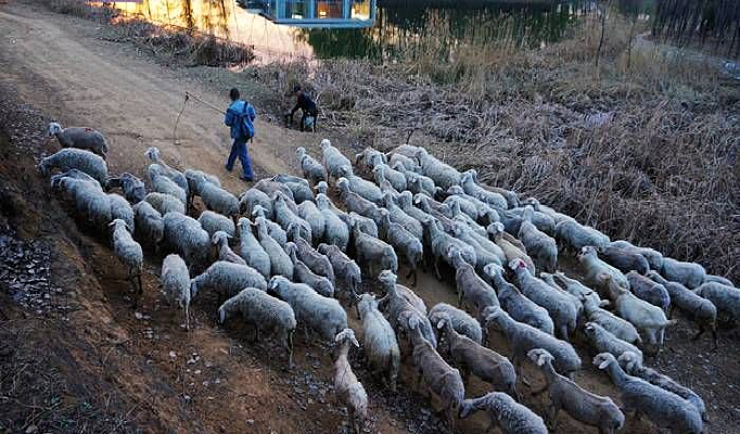 �������Ⱥ