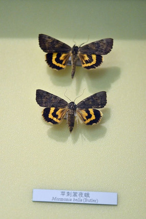 ƻ����ҹ��