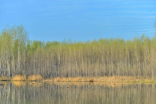 ƽ������