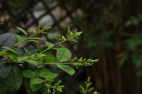 ǳ��ɫ����Ҷ