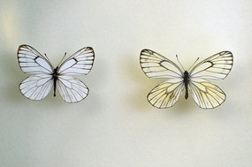 �����۵�