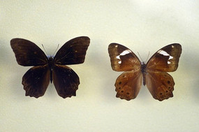 �������۵�