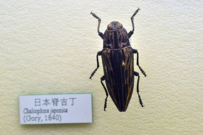 �ձ�������