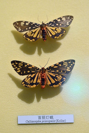 �����ƶ�