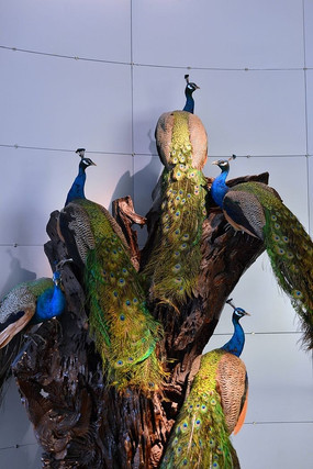 �����ϵĿ�ȸ