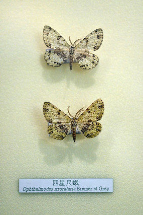 �����ز�