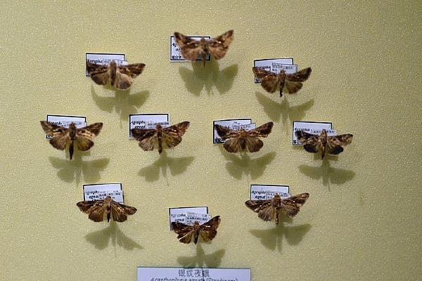 ����ҹ��