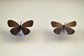 �������۵�