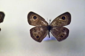 �����۵�