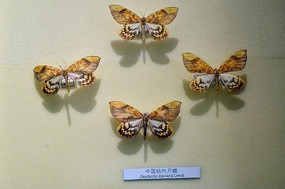 �й���Ҷ�߶�