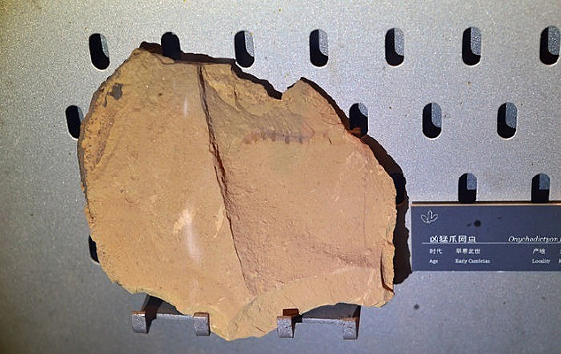  ����צ����