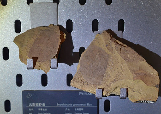 ������Ϻ�滯ʯ