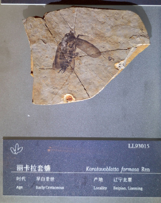 ���������������󹻯ʯ