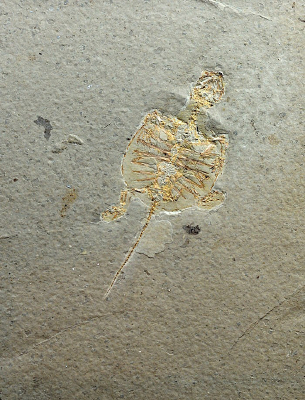 ��������������޹�