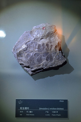 �����������ШҶ