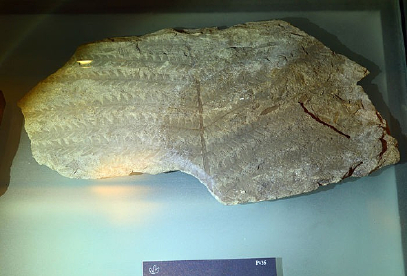 ֦��ާ��ʯ��٪�޼ͣ�