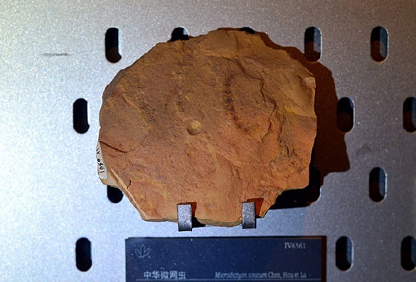 �л�΢����