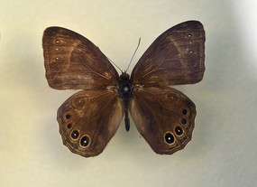 �����ز�