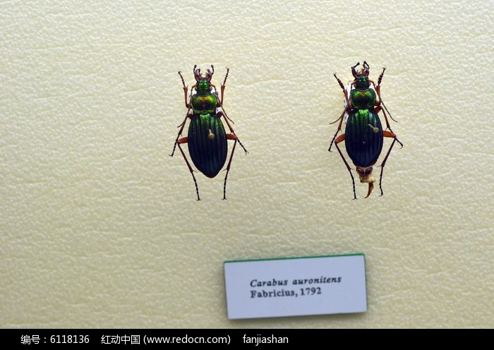 carabus auromitensͼƬ