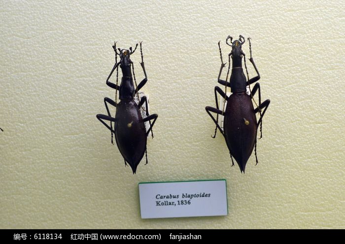 carabus blaptoidesͼƬ