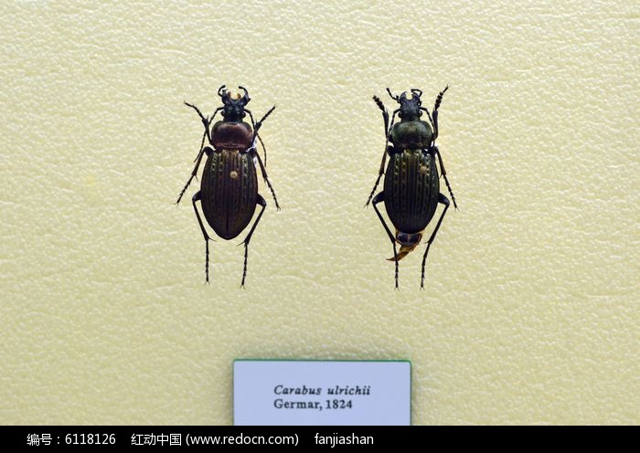 carabus ulrichiiͼƬ