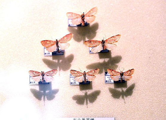 ������̦��