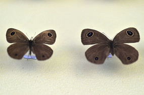 �������۵�