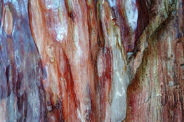 ����ľ��