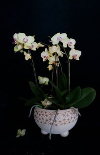 ��ɫ����