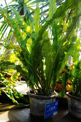 ����ֲ����ɫ