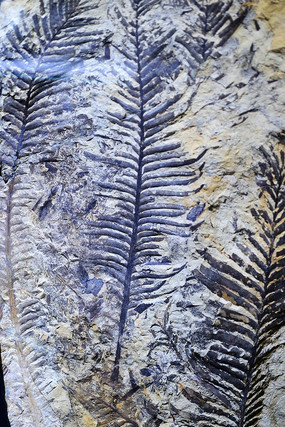 ާ��Ҷ�ݻ�ʯ