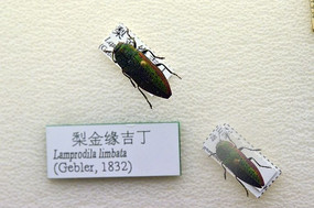 ���Ե����