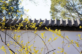 ǽ����ӭ����