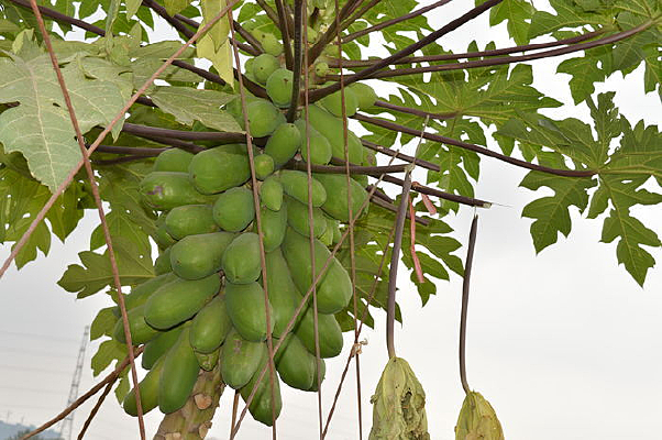 ��δ�����ľ��