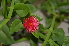 ���Ļ���