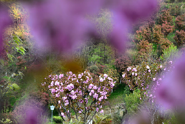 �ķ�ɽֲ��԰ʢ����ӣ��