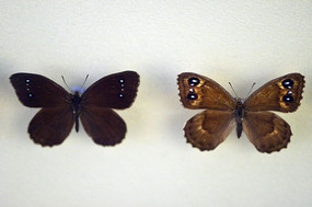 �����۵�