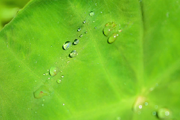 ��ˮ���Ҷ��