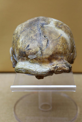 ������ͷ�ǹ�