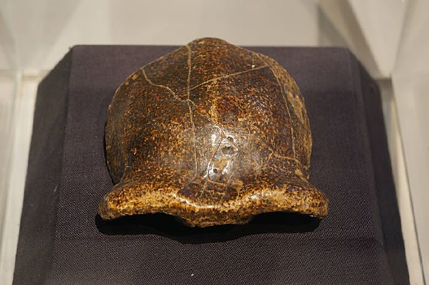 �������ˡ�ͷ��