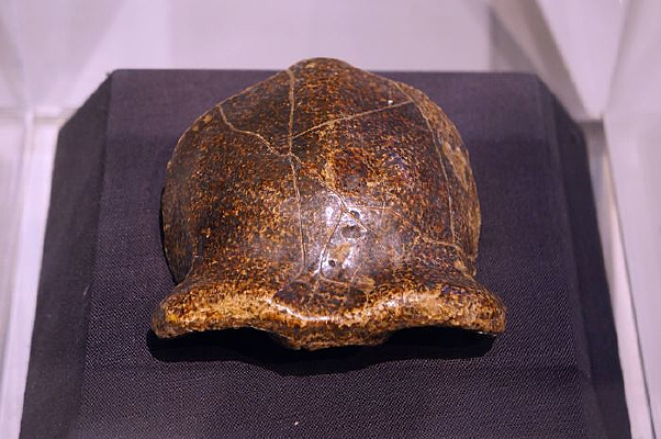 ������ͷ����Ƭ