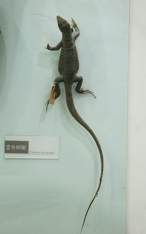 ��ɫ����걾