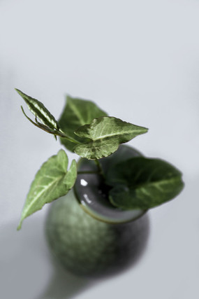 ������ɫֲ���С��ƿ