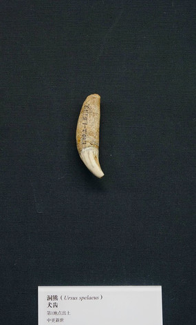 ����Ȯ��