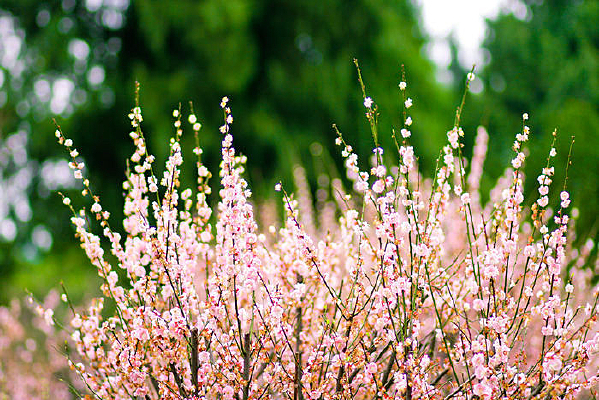 ��ɫ�һ�ʢ��